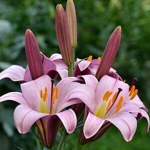 Lilija PINK PLANET  3 gab  Junior